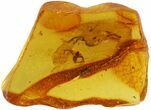 Detailed Fossil Spider & Larva In Baltic Amber #48119-1